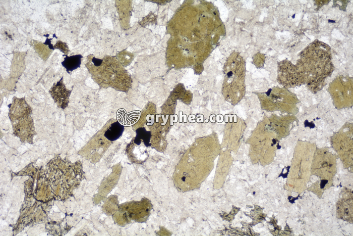 Diorite LPNA x6,3 - gryphea.com